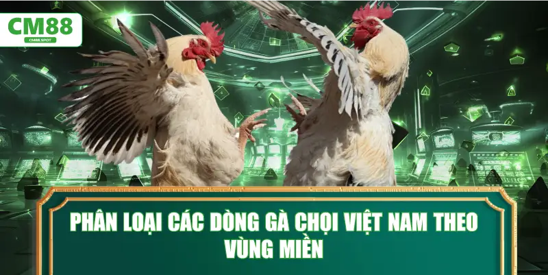 Phân loại các dòng Gà chọi Việt Nam theo vùng miền